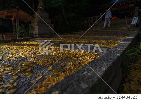 京都府八幡市高良神社で晩秋の黄色に色づいたイチョウを撮影 114434523