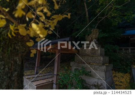 京都府八幡市高良神社で晩秋の黄色に色づいたイチョウを撮影 114434525