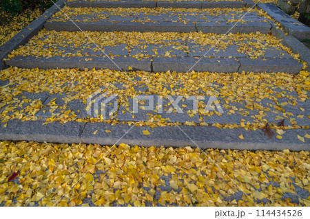 京都府八幡市高良神社で晩秋の黄色に色づいたイチョウを撮影 114434526