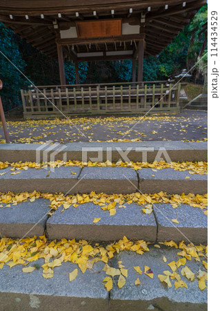 京都府八幡市高良神社で晩秋の黄色に色づいたイチョウを撮影 京都府八幡市高良神社で晩秋の黄色に色づいたイチョウを撮影 114434529