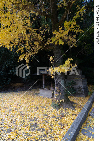 京都府八幡市高良神社で晩秋の黄色に色づいたイチョウを撮影 114434536