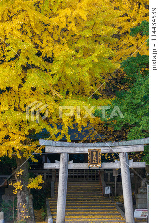 京都府八幡市高良神社で晩秋の黄色に色づいたイチョウを撮影 京都府八幡市高良神社で晩秋の黄色に色づいたイチョウを撮影 114434539
