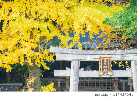 京都府八幡市高良神社で晩秋の黄色に色づいたイチョウを撮影 114434543