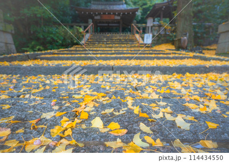 京都府八幡市高良神社で晩秋の黄色に色づいたイチョウを撮影 114434550