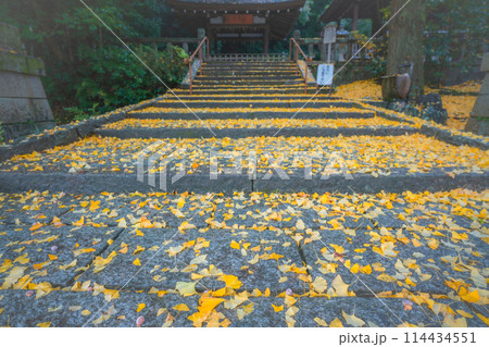 京都府八幡市高良神社で晩秋の黄色に色づいたイチョウを撮影 114434551