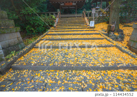京都府八幡市高良神社で晩秋の黄色に色づいたイチョウを撮影 京都府八幡市高良神社で晩秋の黄色に色づいたイチョウを撮影 114434552