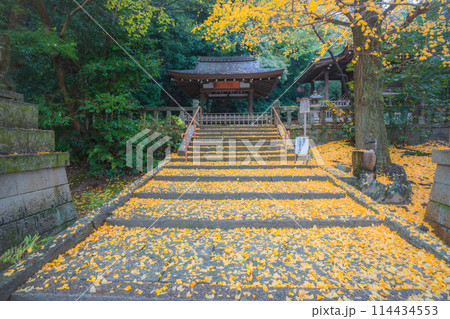 京都府八幡市高良神社で晩秋の黄色に色づいたイチョウを撮影 114434553