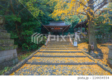 京都府八幡市高良神社で晩秋の黄色に色づいたイチョウを撮影 京都府八幡市高良神社で晩秋の黄色に色づいたイチョウを撮影 114434554