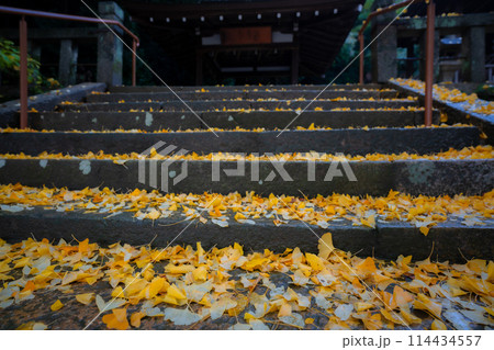 京都府八幡市高良神社で晩秋の黄色に色づいたイチョウを撮影 114434557