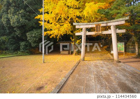 京都府八幡市高良神社で晩秋の黄色に色づいたイチョウを撮影 114434560