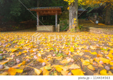 京都府八幡市高良神社で晩秋の黄色に色づいたイチョウを撮影 114434563