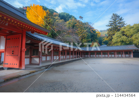 京都府八幡市高良神社で晩秋の黄色に色づいたイチョウを撮影 京都府八幡市高良神社で晩秋の黄色に色づいたイチョウを撮影 114434564