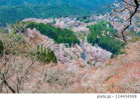 奈良県吉野町　満開の吉野山の桜 114434569