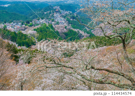 奈良県吉野町　満開の吉野山の桜 114434574