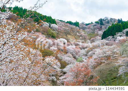 奈良県吉野町 満開の吉野山の桜 奈良県吉野町 満開の吉野山の桜 114434591