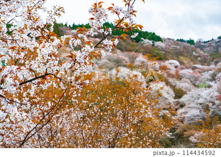 奈良県吉野町 満開の吉野山の桜 奈良県吉野町 満開の吉野山の桜 114434592
