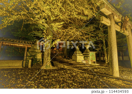 京都府八幡市高良神社で晩秋の黄色に色づいたイチョウを撮影 114434593