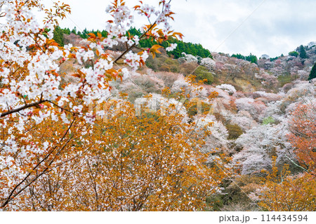 奈良県吉野町　満開の吉野山の桜 114434594