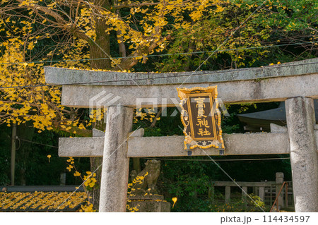 京都府八幡市高良神社で晩秋の黄色に色づいたイチョウを撮影 京都府八幡市高良神社で晩秋の黄色に色づいたイチョウを撮影 114434597