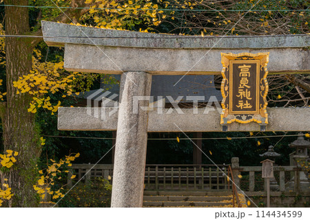 京都府八幡市高良神社で晩秋の黄色に色づいたイチョウを撮影 114434599