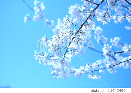 青空に映える桜 青空に映える桜 114434994