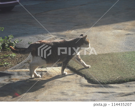 動物写真 野良猫 颯爽と 動物写真 野良猫 颯爽と 114435207