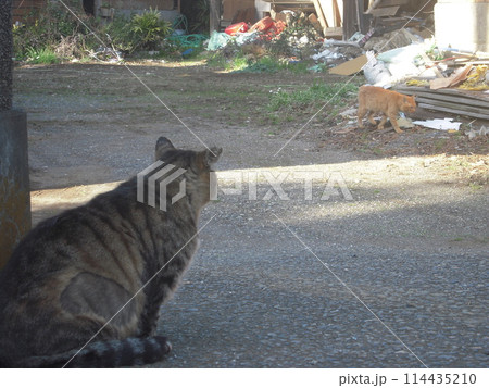 動物写真 野良猫 戦闘開始三秒前 動物写真 野良猫 戦闘開始三秒前 114435210