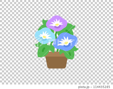 朝顔の花のアイコンのイラスト 114435285