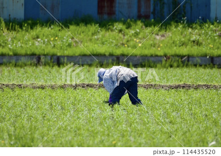 農作業 5月 114435520