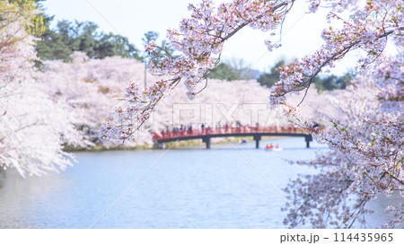 弘前城公園 満開の桜と春陽橋 青森県 弘前城公園 満開の桜と春陽橋 青森県 114435965