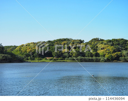 袖ケ浦公園の上池 袖ケ浦公園の上池 114436094