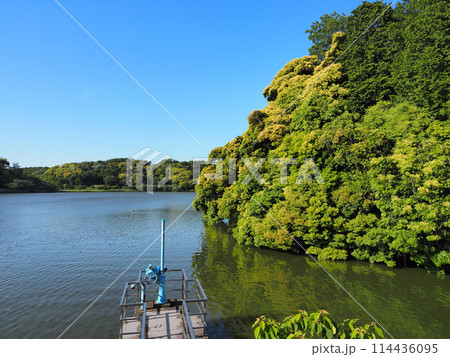 袖ケ浦公園の上池 袖ケ浦公園の上池 114436095