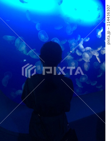 私越しに見える江ノ島水族館のクラゲの水槽 私越しに見える江ノ島水族館のクラゲの水槽 114436307