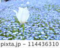 ネモフィラに囲まれたチューリップ 114436310