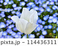 白いチューリップと背景のネモフィラ 114436311