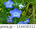 上を向くネモフィラ 114436312