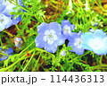 青いネモフィラ 114436313