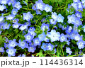 満開のネモフィラ 114436314