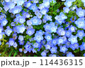 上から撮影したたくさんのネモフィラ 114436315