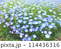 一面に広がるネモフィラ 114436316