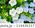 青色と白色のネモフィラ 114436317