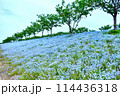満開のネモフィラ畑 114436318