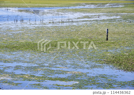 谷津干潟（千葉県習志野市） 114436362