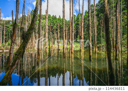 Lotus Forest of Shanlinshi located at Nantou county in Taiwan Lotus Forest of Shanlinshi located at Nantou county in Taiwan 114436811