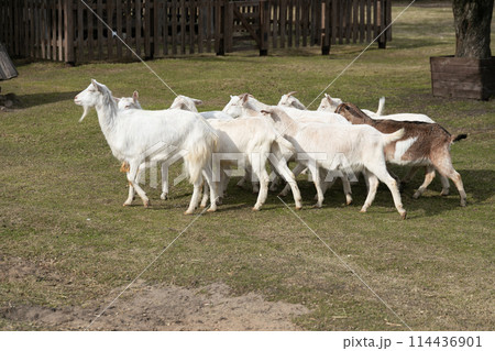 A Herd of Goats Walking Across a Lush Green Field 114436901