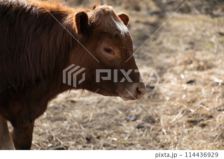 Brown Cow Standing on Dry Grass Field 114436929