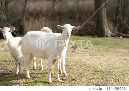 Group of White Goats Standing on Grass Covered Field 114436968