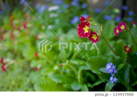 鮮やかな紅色ののプリムラ・ポリアンサ。花言葉は「富の誇り」そして「無言の愛」 114437000