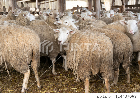 Herd of Sheep Standing Together Herd of Sheep Standing Together 114437068