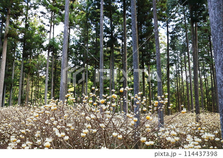 ミツマタ_綾部 114437398